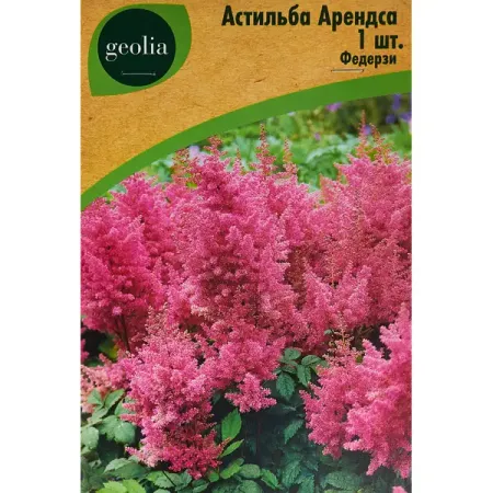 Астильба Geolia Арендса Федерзи