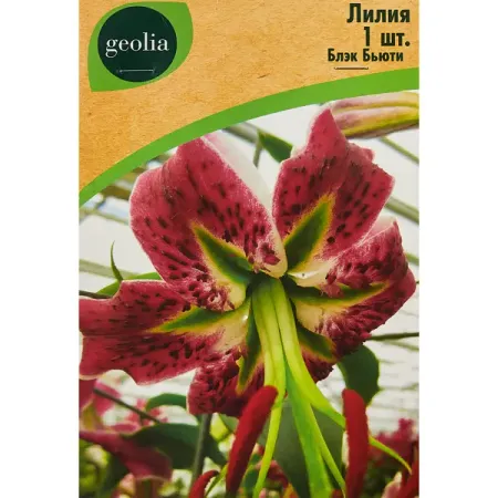 Лилия Geolia видовая Блэк Бьюти