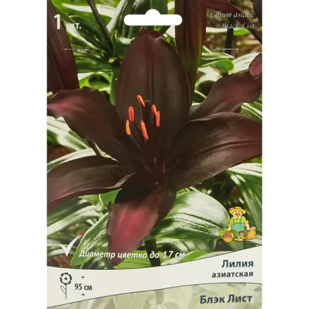 Лилия азиатская Блэк Лист