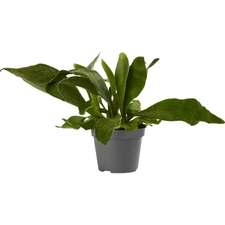 Платицериум Бифуркатум ø6 h15 см шарлотта хаберзак читаю сам не открывать иначе лизун все забрызгает слизью 2