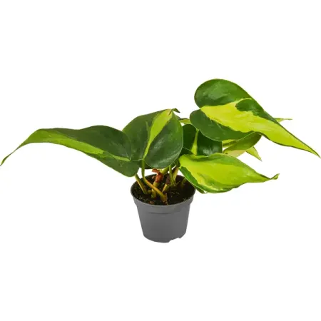 Филодендрон Бразилия ø6 h12 см мария николаевна благушина бразилия изнутри как на самом деле живут в жаркой стране карнавалов