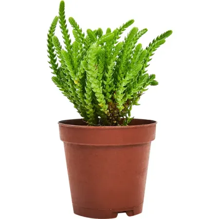 Крассула плаунковидная ø5.5 h7 см ричард докинз самое грандиозное шоу на земле