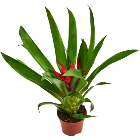 Гузмания Блитц красная D9 H25-30 хорошо или плохо развивающая игра лото для   5 7 лет