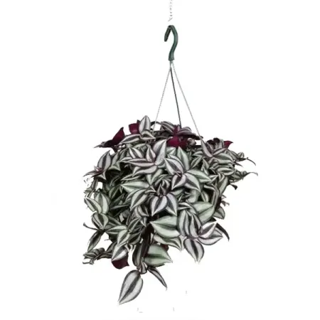 Традесканция Зебрина ø21 h30 см