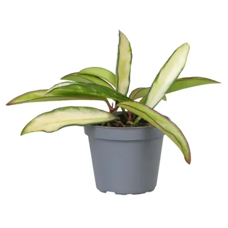 Хойя Ваетти триколор ø6 h10 см