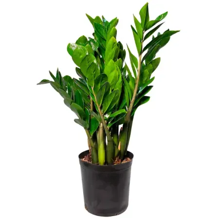 Замиокулькас ø30 h100 см