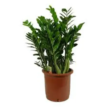 Замиокулькас ø30 h100 см заид йанив библия продаж xxi века секреты маркетинга переговоров и убеждения