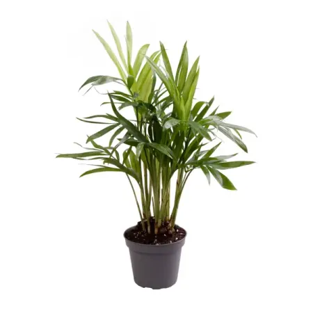 Хамедорея Элеганс ø6 h18 см