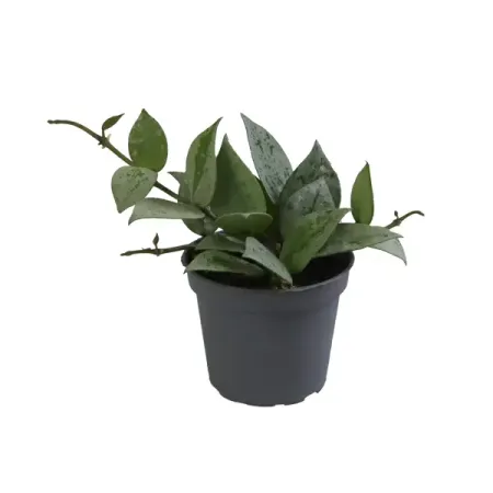 Хойя Крохниана Эскимо ø6 h10 см