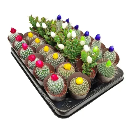 Кактус с сухими цветами микс ø5.5 h7 см кактус микс ø8 h15 см