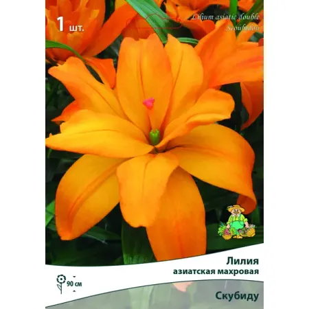 Лилия азиатская махровая Скубиду луковица 14/16