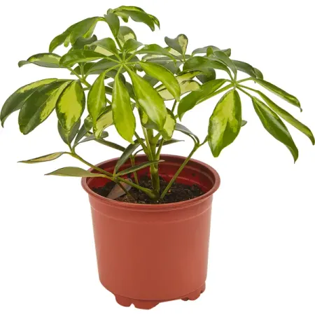 Шеффлера микс d13 h25 феликс соломонович кандель судьи цари и первые пророки израиля по путям земли этой