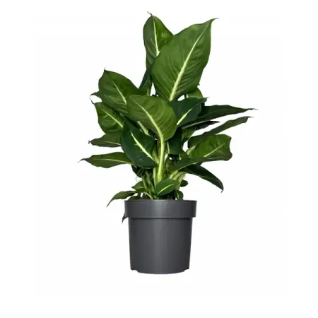 Диффенбахия Грин Дэвид ø13 h40 см