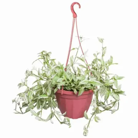 Традесканция белоцветковая ø21 h30 см сиамские воздушные шары со звездочками microplush