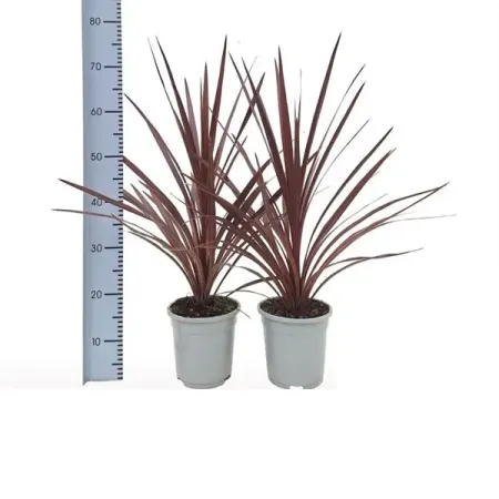 Кордилина Аустралис красная ø17 h80 см