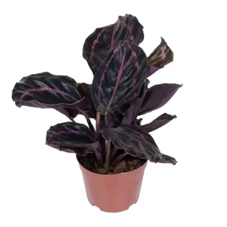 Калатея Розеопикта ø8 h20 см