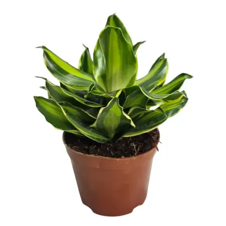Драцена Фрагранс Берли ø11 h25 см