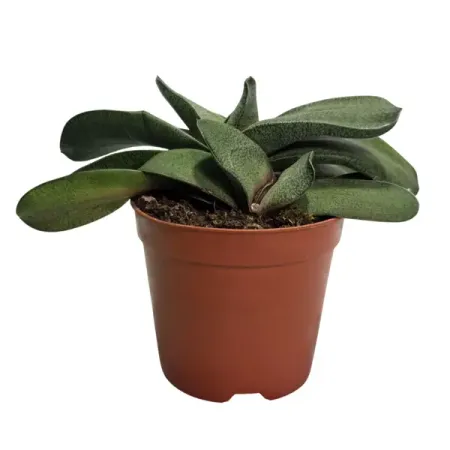 Гастерия Пиланси ø11 h6 см