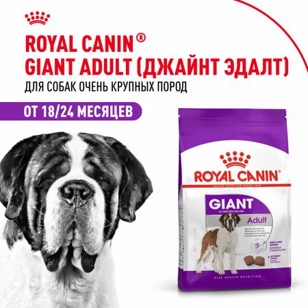Сухие корма Royal Canin Корм сухой для взрослых собак очень крупных размеров от 18 месяцев, Giant Adult (4 кг)