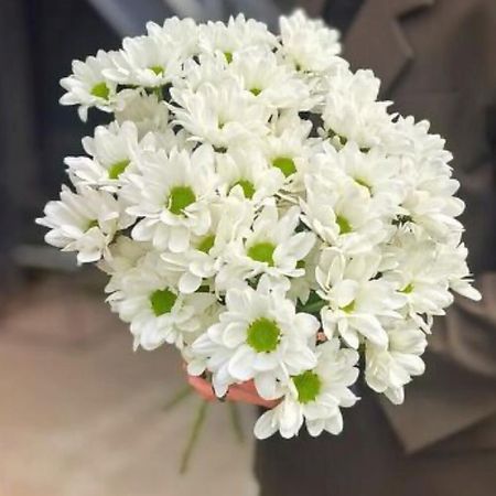 Букет живых цветов CHALET GREEN Белая Хризантема Chic, 5 шт