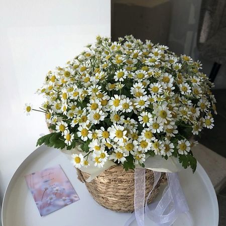 Букет живых цветов CHALET GREEN Летняя композиция из полевых ромашек в корзине для yamaha mt07 mt09 mt03 mt10 mt125 fz07 fz09 mt25 мотоциклетная балаклава летняя защита от солнца велосипедная кепка для мотокросса спортивная шапка