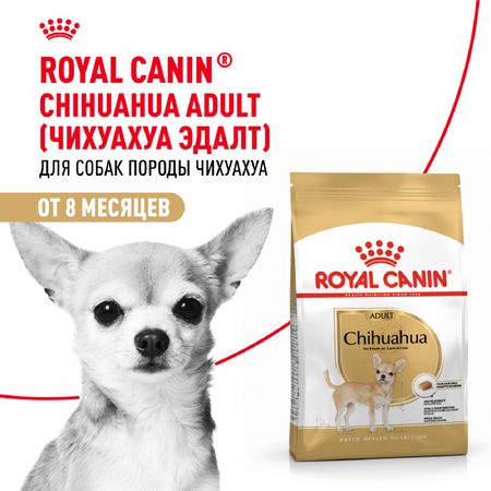 Сухие корма Royal Canin Корм сухой для взрослых собак породы Чихуахуа от 8 месяцев, Chihuahua Adult (3 кг)