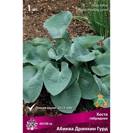 Хоста гибридная «Абиква Дринкин Гурд», 1 шт.