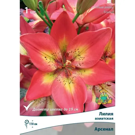 Лилия азиатская Арсенал 14/16, 1 шт лилия роджер инферняня