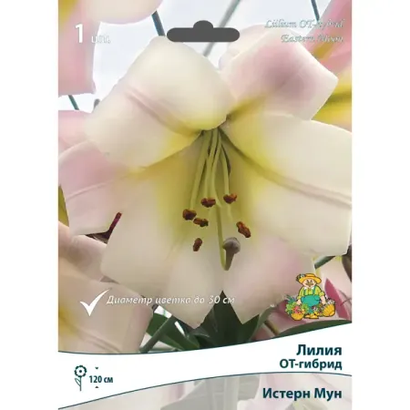 Лилия ОТ-гибрид Истерн Мун луковица 14/16