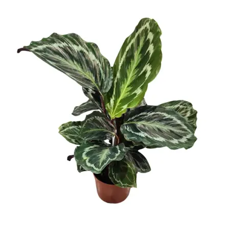 Калатея Розеопикта ø10 h20 см