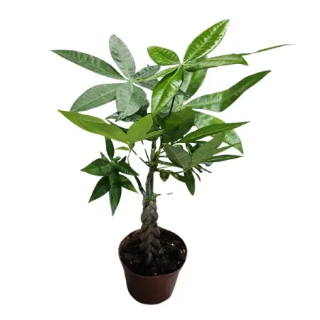 Пахира Акватика коса ø9 h15 см