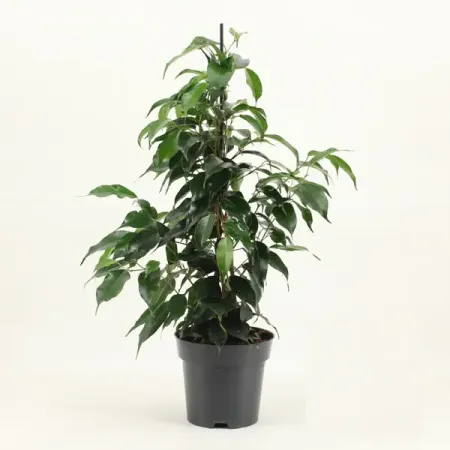 Фикус Бенджамина Даниэль ø14 h55 см даниэль шрайбер один и ок