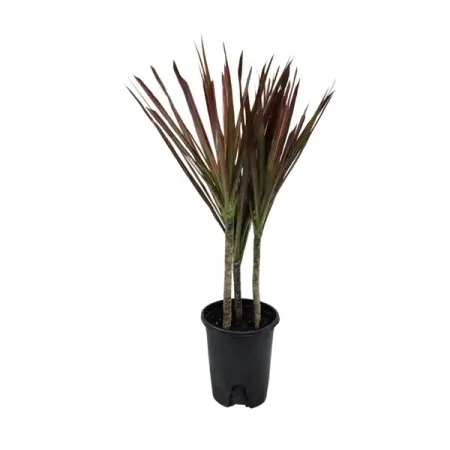 Драцена Маргината Триколор ø14 h25 см