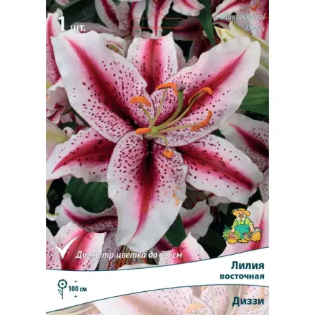 Лилия восточная Диззи 12/14, 1 шт