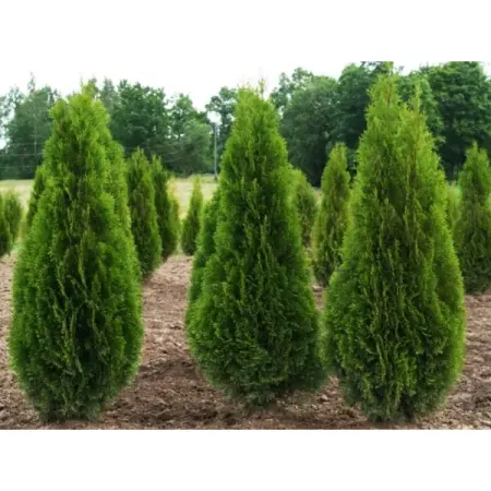 Туя западная Смарагд ø30 h140 - 160 см