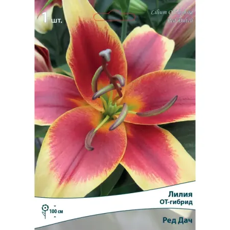 Лилия ОТ-Гибрид «Ред Дач» автомобильные воронки из пластика желтые