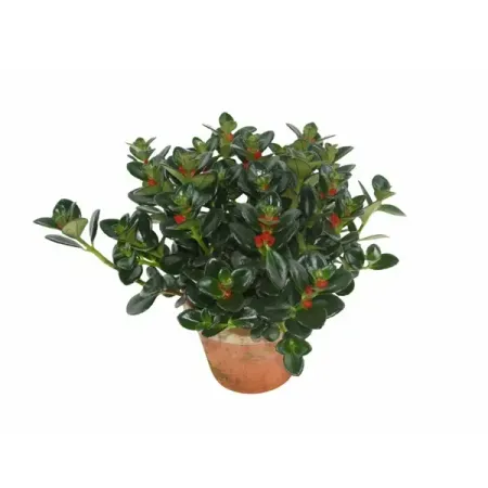 Нематантус в кашпо ø15 h25 см boussac фигурки слона из фиолетовой глины