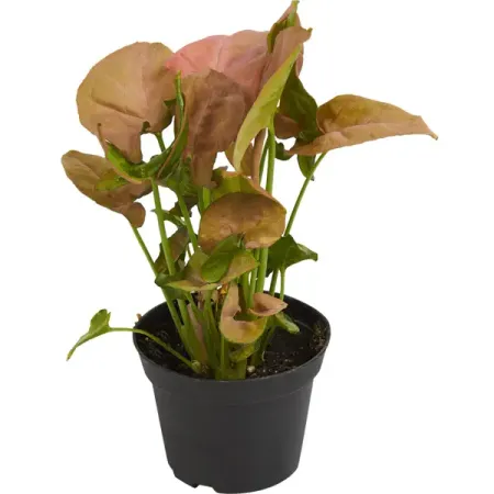 Сингониум Мария ø12 h25 см сингониум вендланди ø6 h10 см