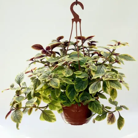 Плектрантус пестролистный ø21 h35 см