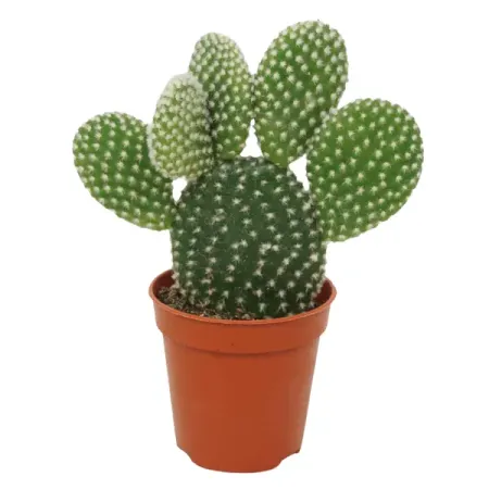 Опунция Альбипен ø8.5 h15 см