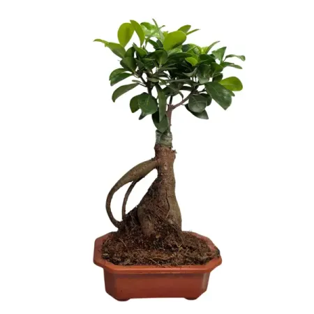 Фикус Микрокарпа Гинсенг в кашпо ø12 h15 см
