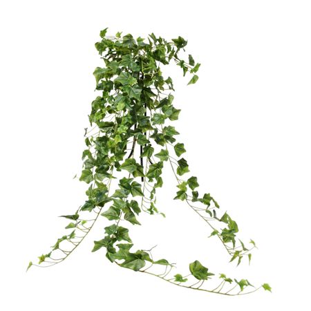 Ампельный английский плющ Конэко-О 129 см