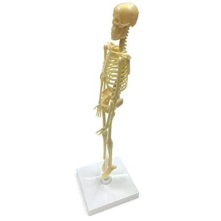 Исследовательский набор ND Play Скелет человека анатомическая модель скелета 45 см