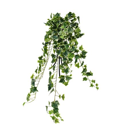 Ампельный английский плющ Конэко-О 100 см