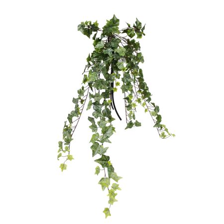 Ампельный английский плющ Конэко-О зеленый 100 см