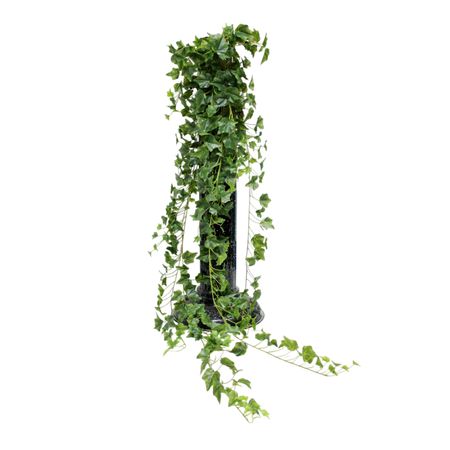Ампельный английский плющ Конэко-О 180 см