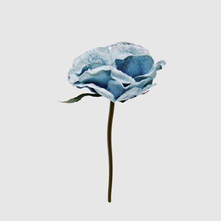 Роза новогодняя Конэко-О голубая 30 см