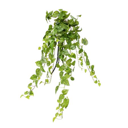 Ампельный английский плющ Конэко-О салатовый 100 см