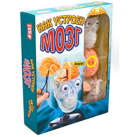 Набор для творчества МАЭСТРО, БРАВО! Как устроен мозг