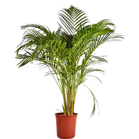 Хризалидокарпус пальма ø24 h130 см искусственные растения мufu тропическая пальма 29 дюймов